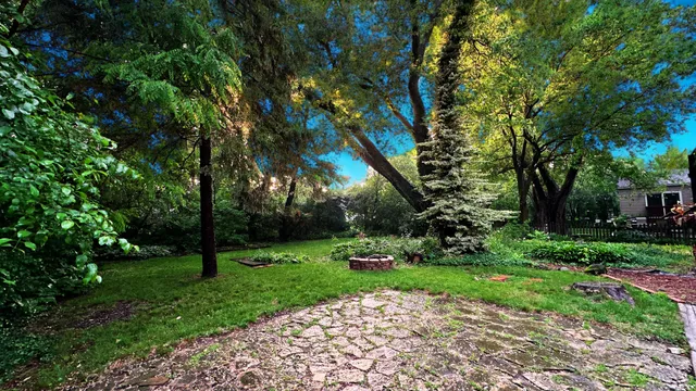 a view of a park with a tree
