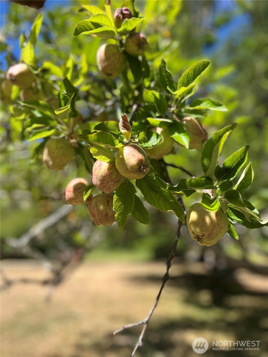 80 Southeast Channel Point Road Shelton, WA 98584 - Photo 22 of 26 a view of a tree