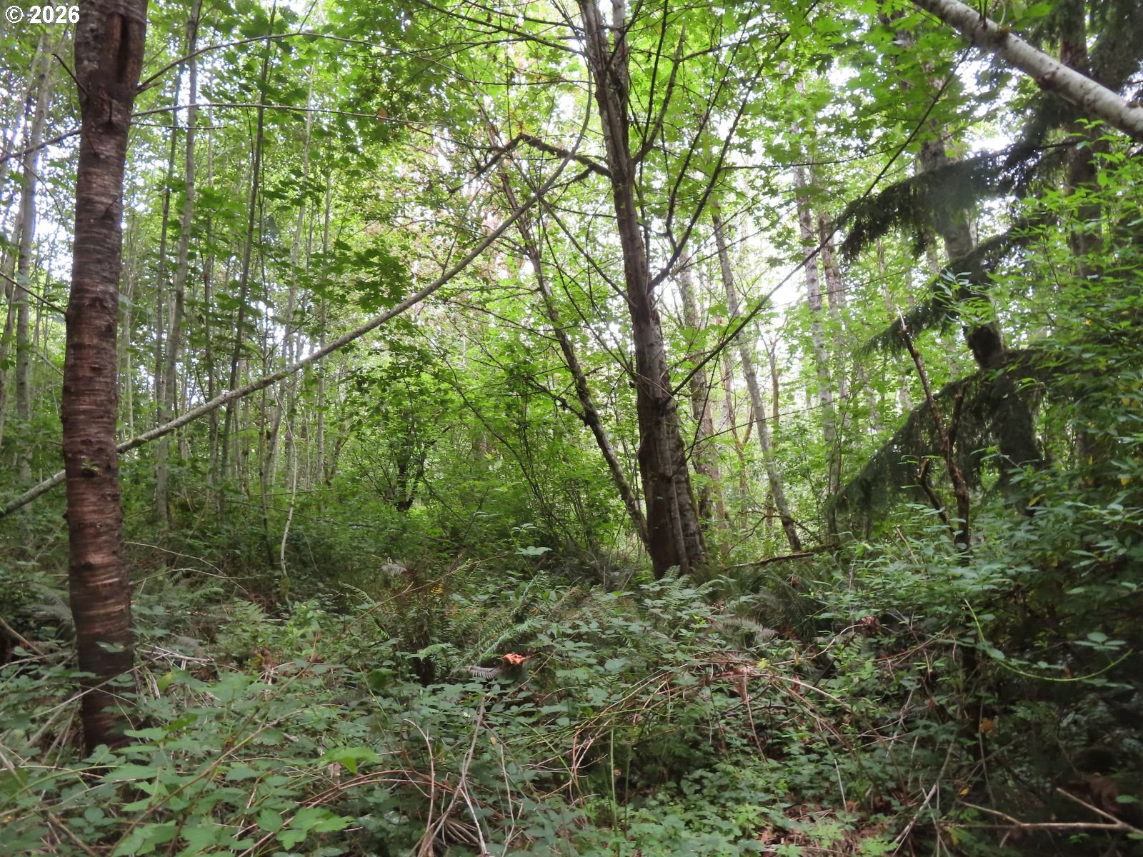 Del Ray Road Mossyrock, WA 98564 - Photo 12 of 24 Gallery Image 12