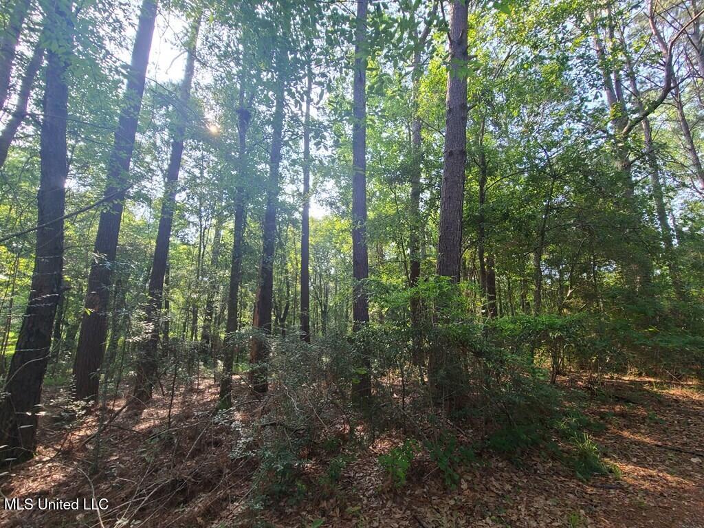 0 Thompson Lane Carriere, MS 39426 - Photo 4 of 22 183458_3