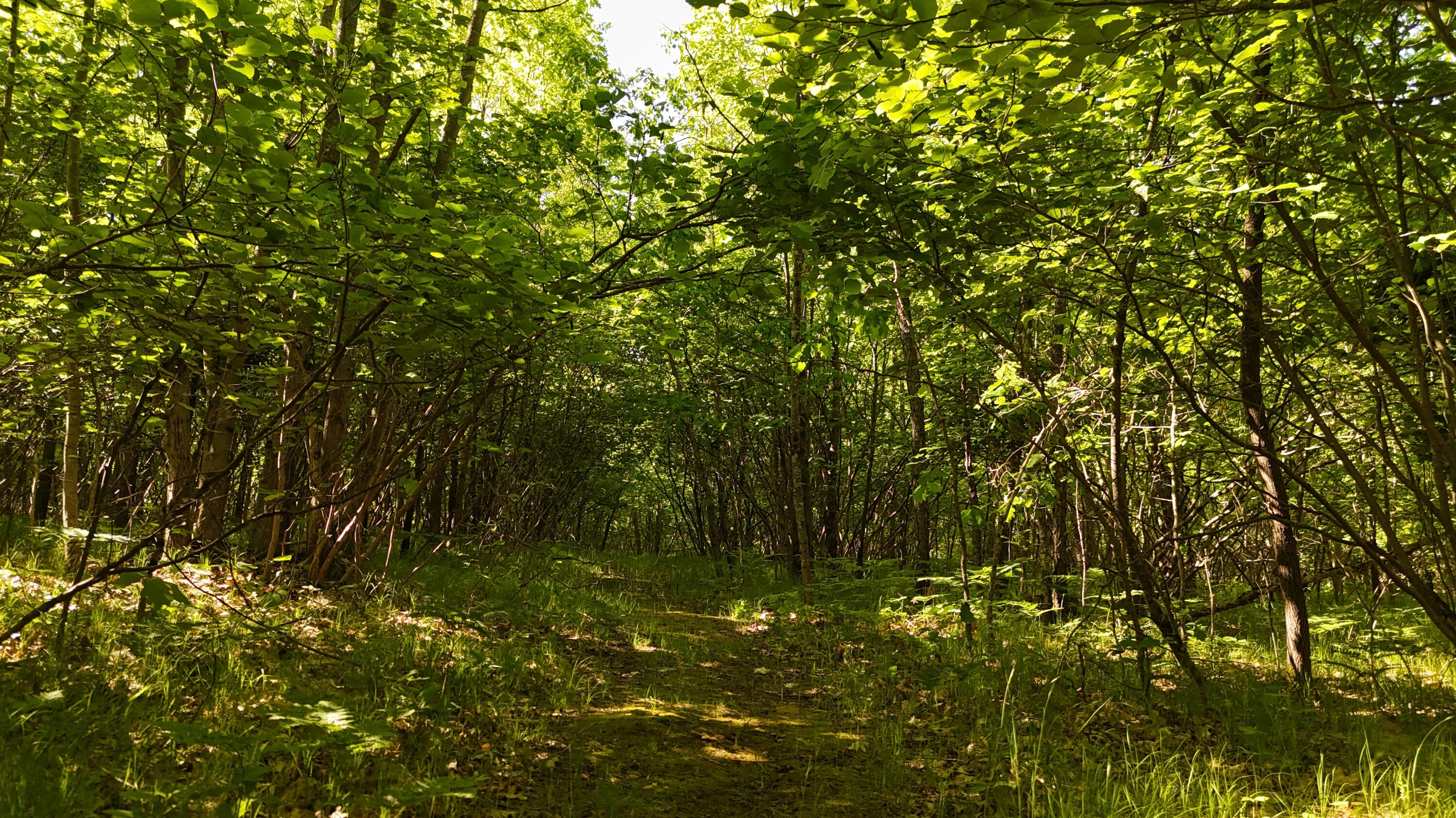 7 West Mile Road Irons, MI 49644 - Photo 45 of 49 DJI_20260604103224_0304_D