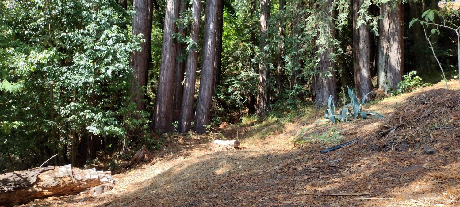 a view of forest