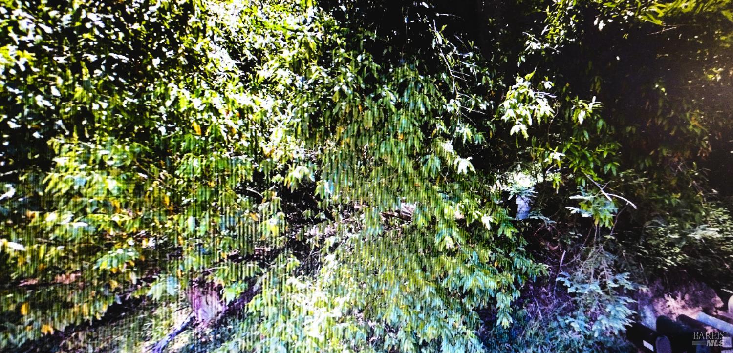 18355 Neeley Road Guerneville, CA 95446 - Photo 5 of 17 a view of a tree