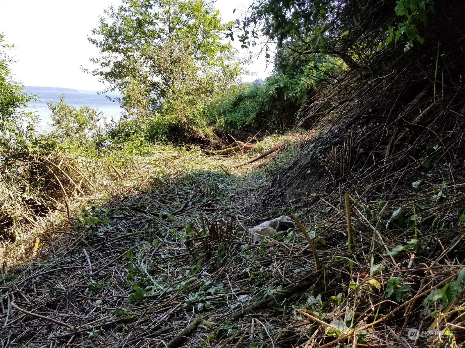 0 Cunliffe Road Southwest Vashon, WA 98070 - Photo 9 of 11 a view of a forest with a tree