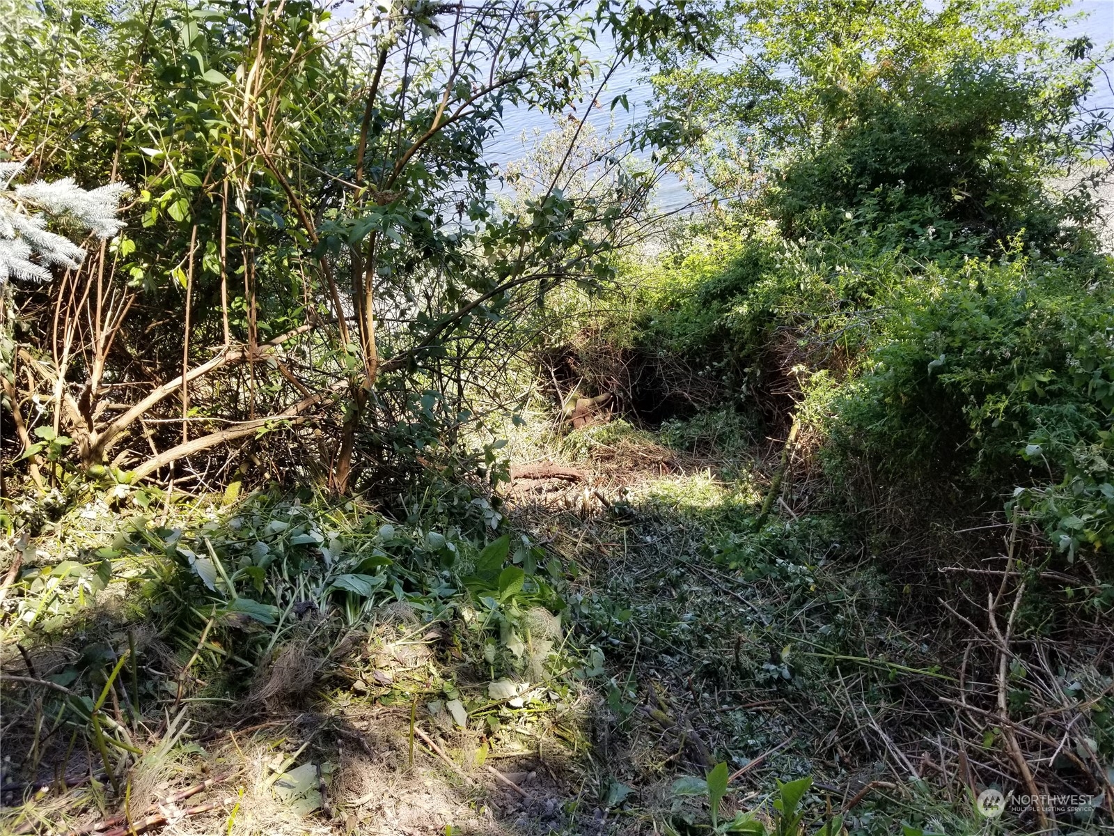 0 Cunliffe Road Southwest Vashon, WA 98070 - Photo 10 of 11 a view of a forest
