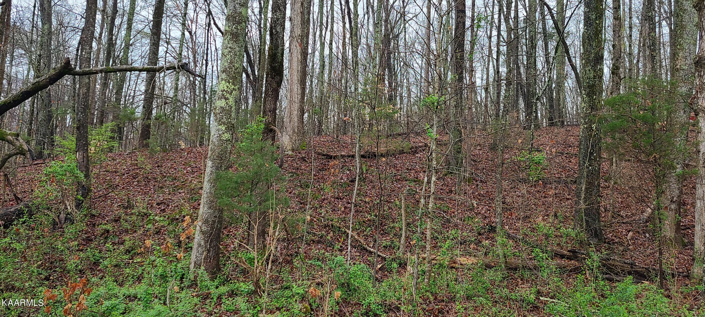 5 Clark Lane Lane Powell, TN 37849 - Photo 1 of 3 20210327_164415