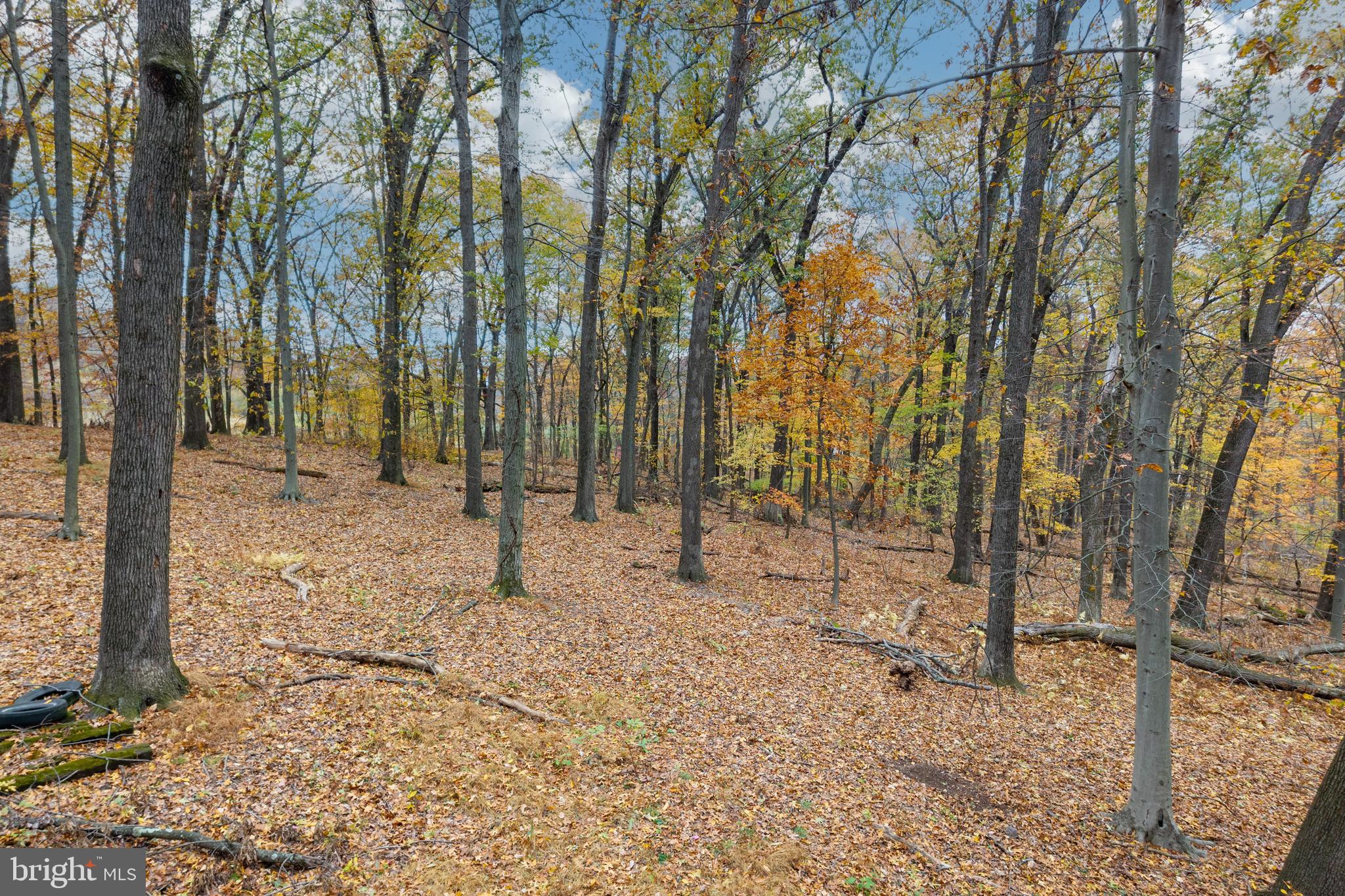 1831 Highpoint Road Coopersburg, PA 18036 - Photo 35 of 35 Wooded back yard view