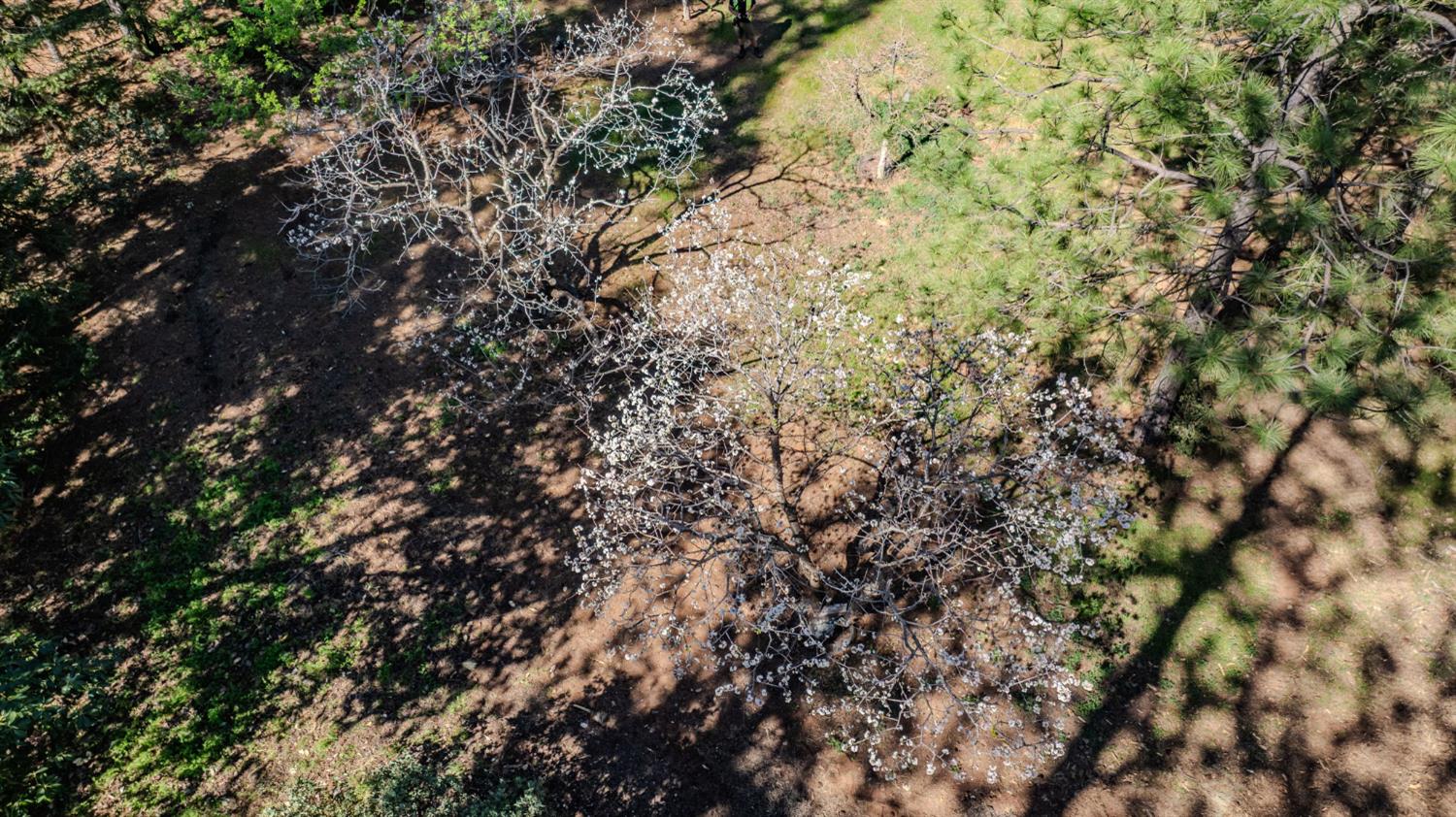 22401 Shake Ridge Road Volcano, CA 95689 - Photo 62 of 79