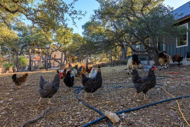 an aerial view of a backyard