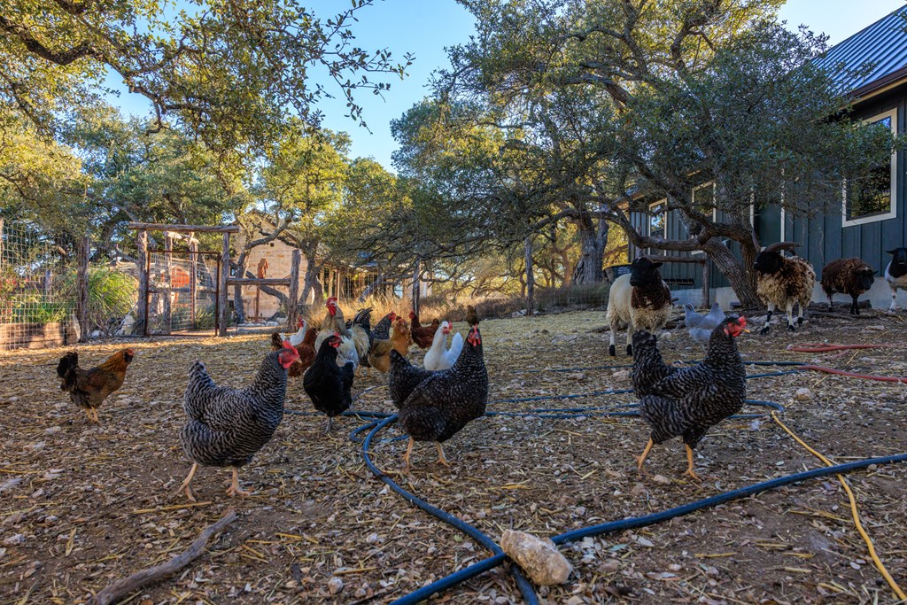 162 Flowering Sage Lane Comfort, TX 78013 - Photo 50 of 74
