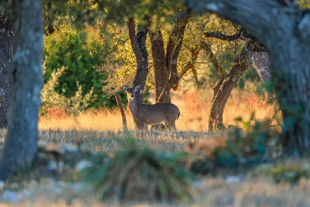 $1,950,000 | 162 Flowering Sage Lane, Comfort, TX 78013