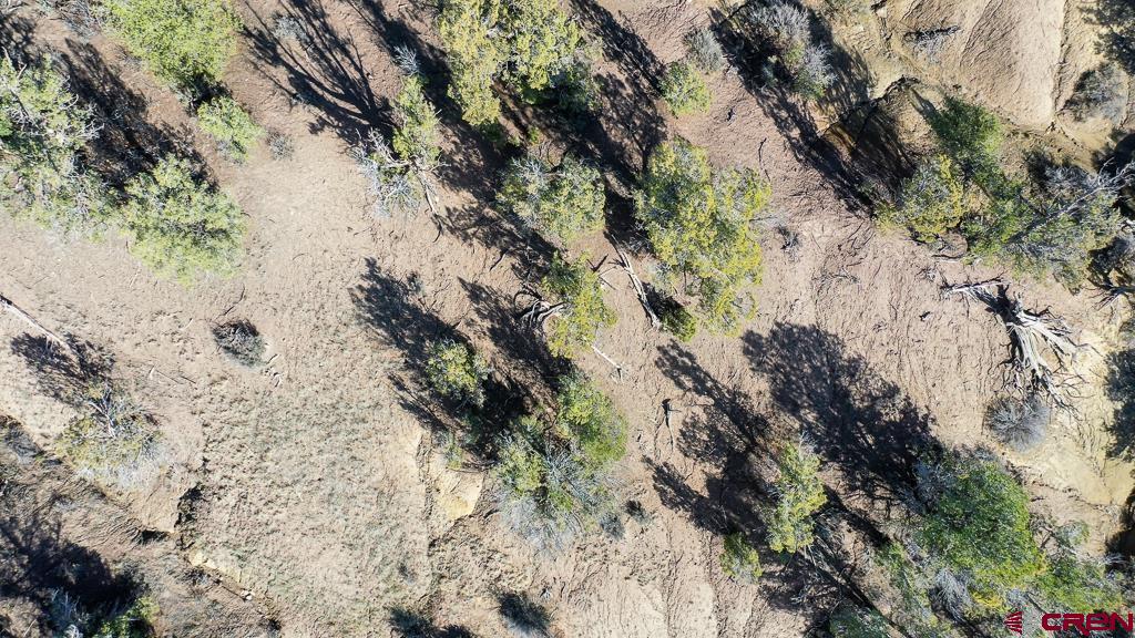 Tbd Green Shadows Road Durango, CO 81303 - Photo 13 of 23 a view of a tree in a yard