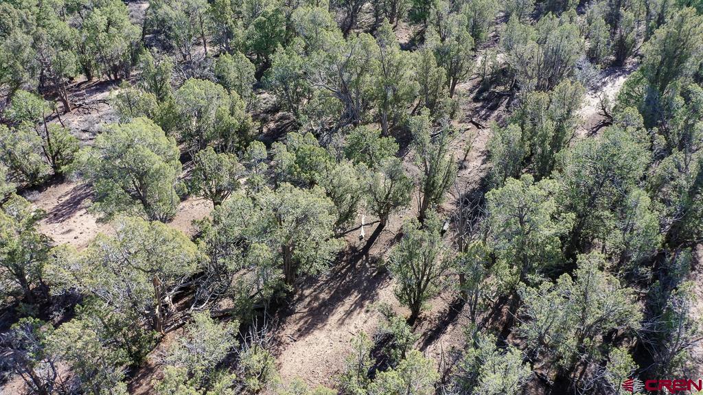 Tbd Green Shadows Road Durango, CO 81303 - Photo 21 of 23 a view of a forest with a tree
