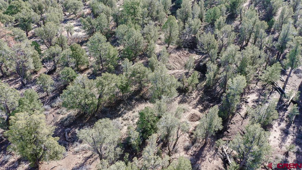 Tbd Green Shadows Road Durango, CO 81303 - Photo 22 of 23 a view of a forest with a tree