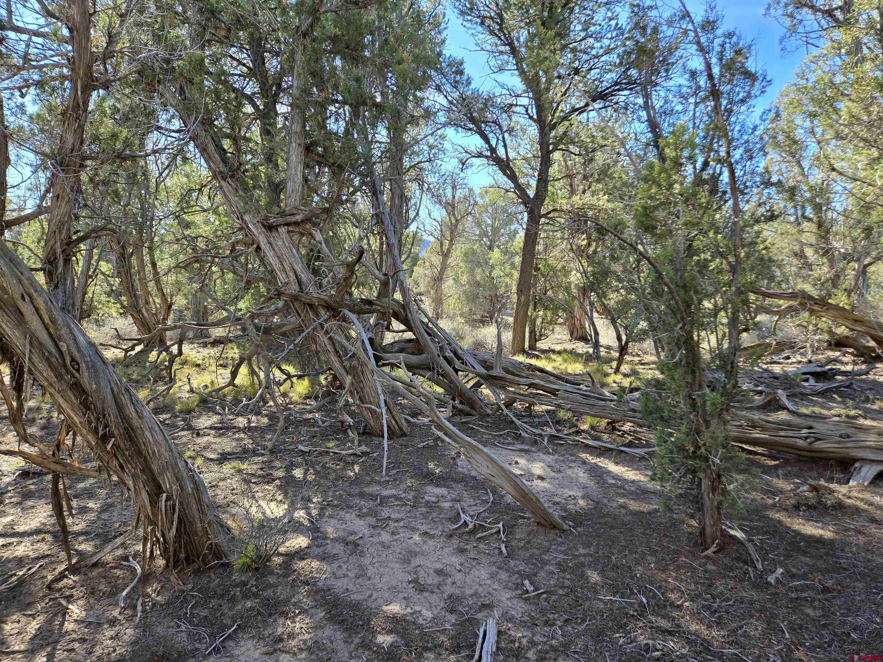 Tbd Green Shadows Road Durango, CO 81303 - Photo 3 of 23 a backyard of a house with lots of green space