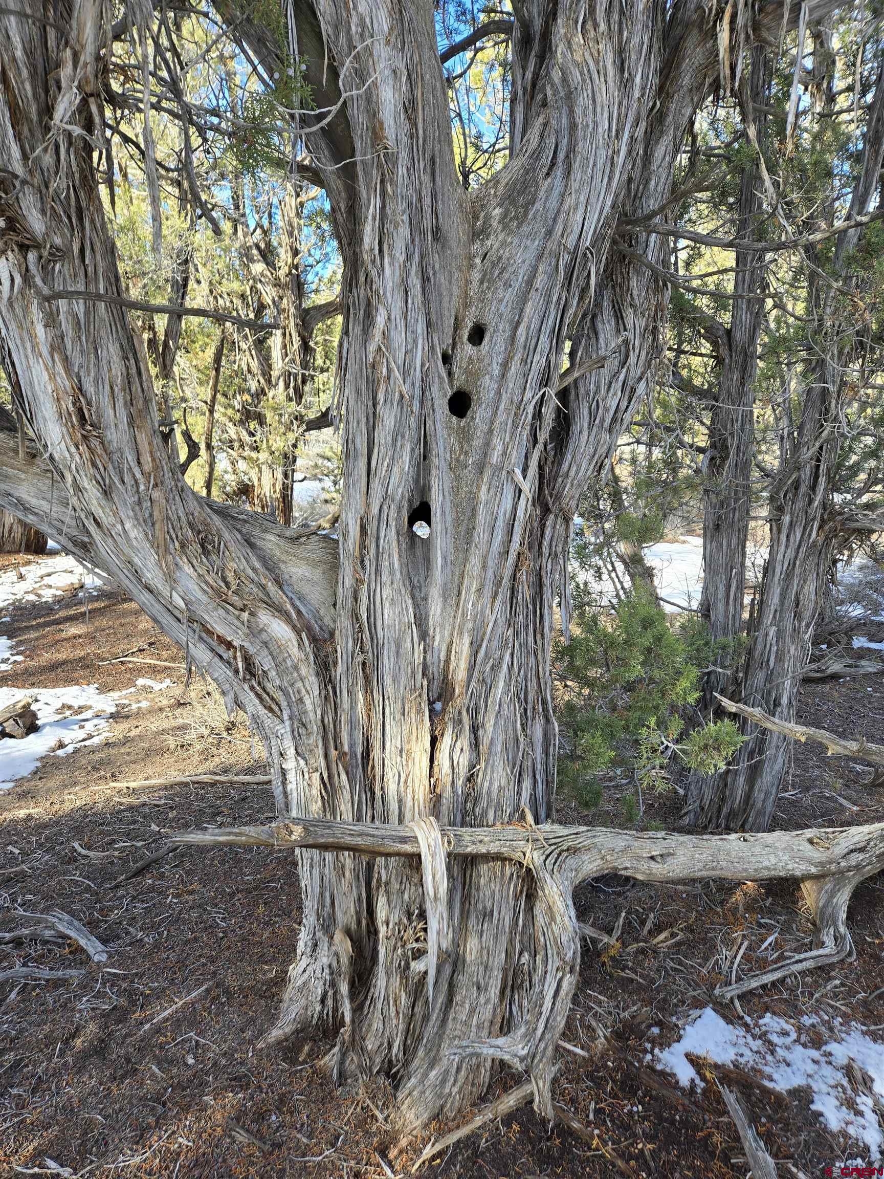 Tbd Green Shadows Road Durango, CO 81303 - Photo 5 of 23 a view of a tree in the yard
