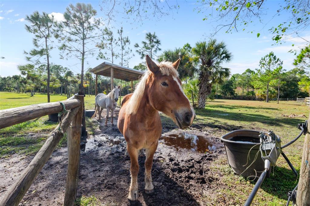 3262 Pheasant Trail Mims, FL 32754 - Photo 77 of 79