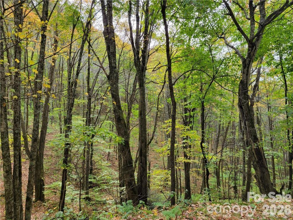 24 Tater Patch Road Maggie Valley, NC 28751 - Photo 8 of 29 Gallery Image 8