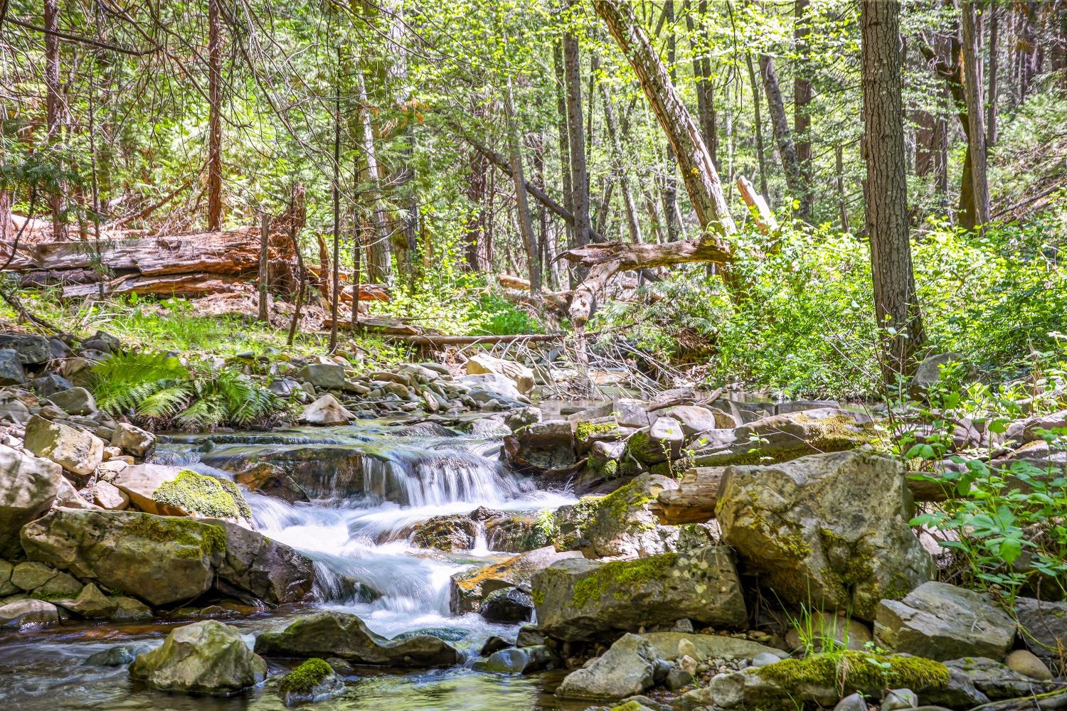7744 Swiss Ranch Road Mountain Ranch, CA 95246 - Photo 43 of 64 a view of backyard of outdoor space and garden
