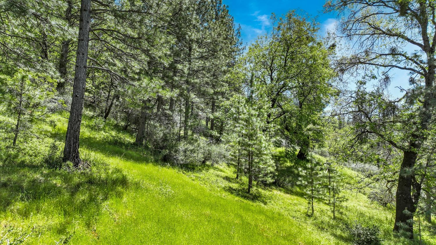 7744 Swiss Ranch Road Mountain Ranch, CA 95246 - Photo 46 of 64 a view of a lush green space