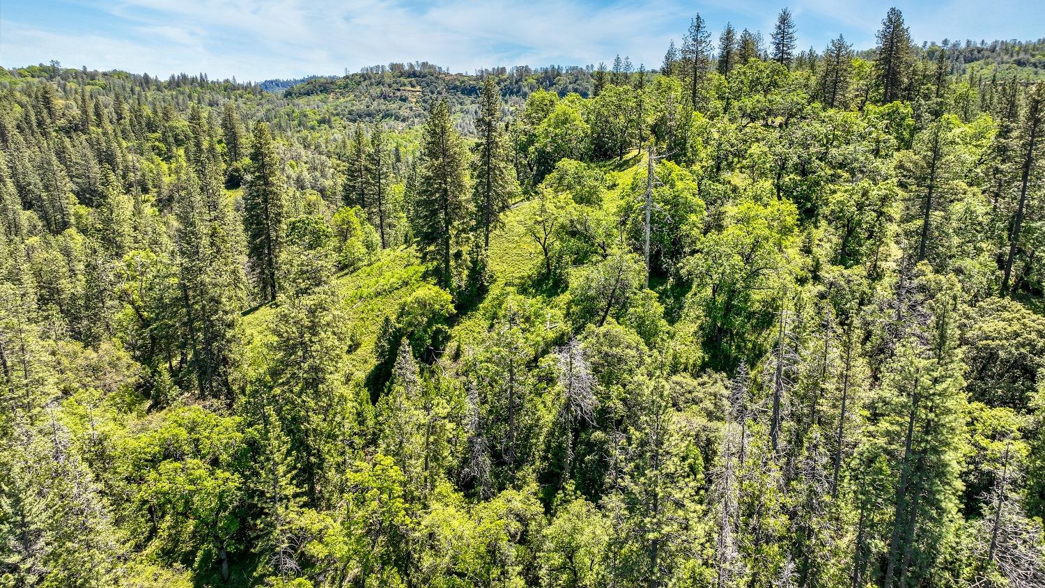 7744 Swiss Ranch Road Mountain Ranch, CA 95246 - Photo 47 of 64 a view of a bunch of trees and bushes