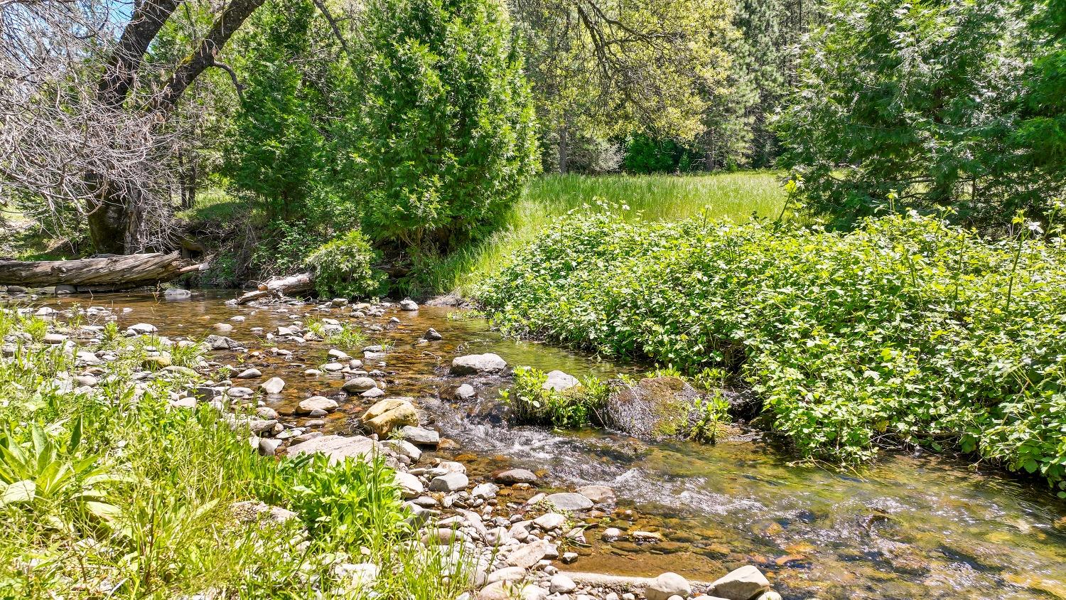 7744 Swiss Ranch Road Mountain Ranch, CA 95246 - Photo 53 of 64 a view of a yard with plants and large trees