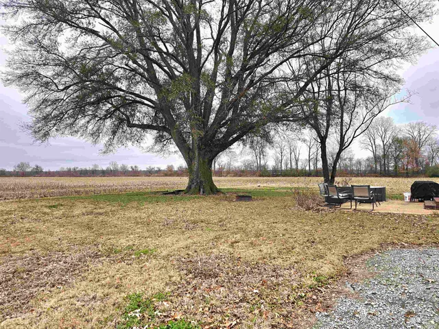 a large tree in the middle of a garden