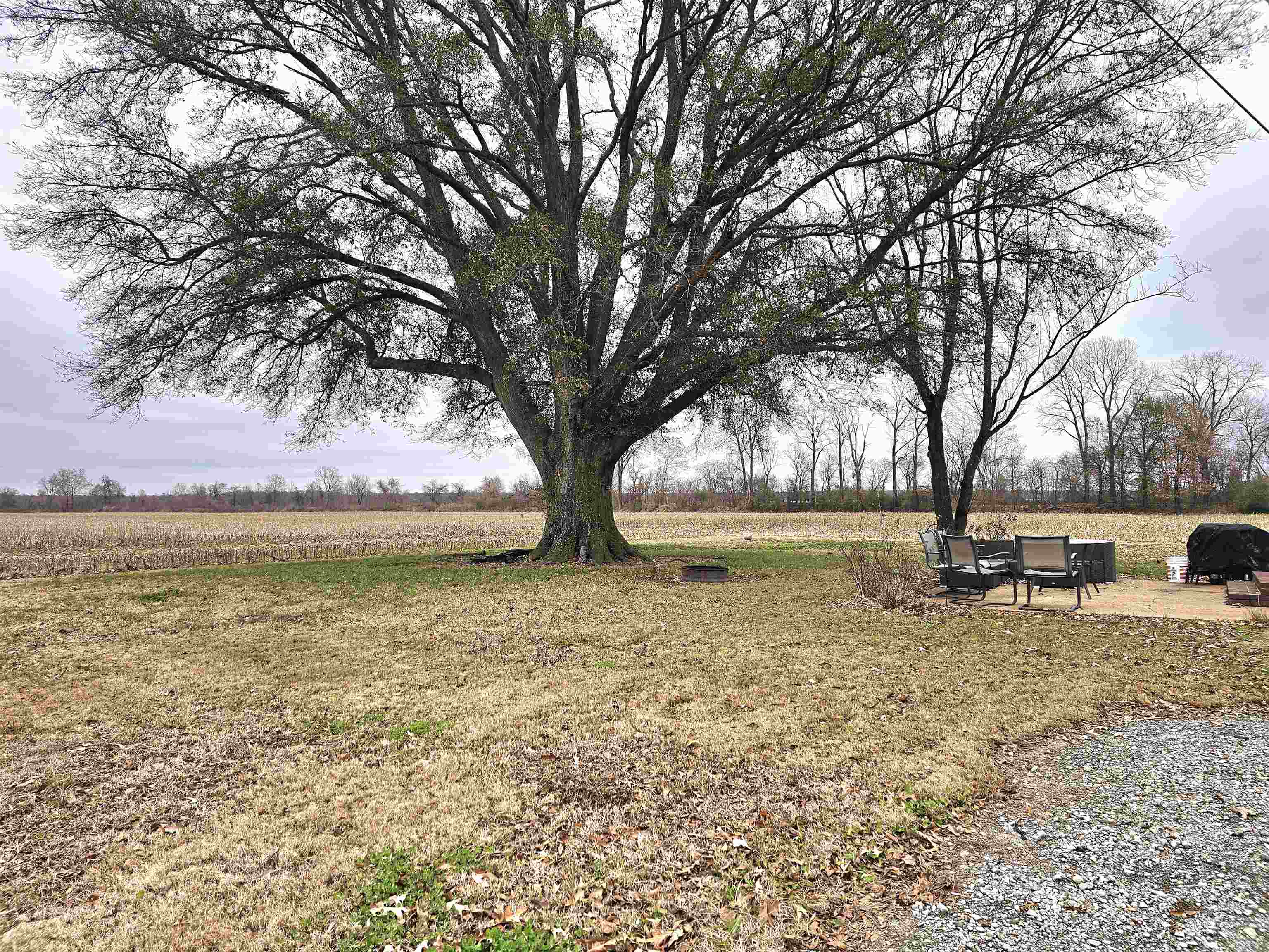 3920 Antioch Highway 51 Road Covington, TN 38019 - Photo 25 of 25 a large tree in the middle of a garden