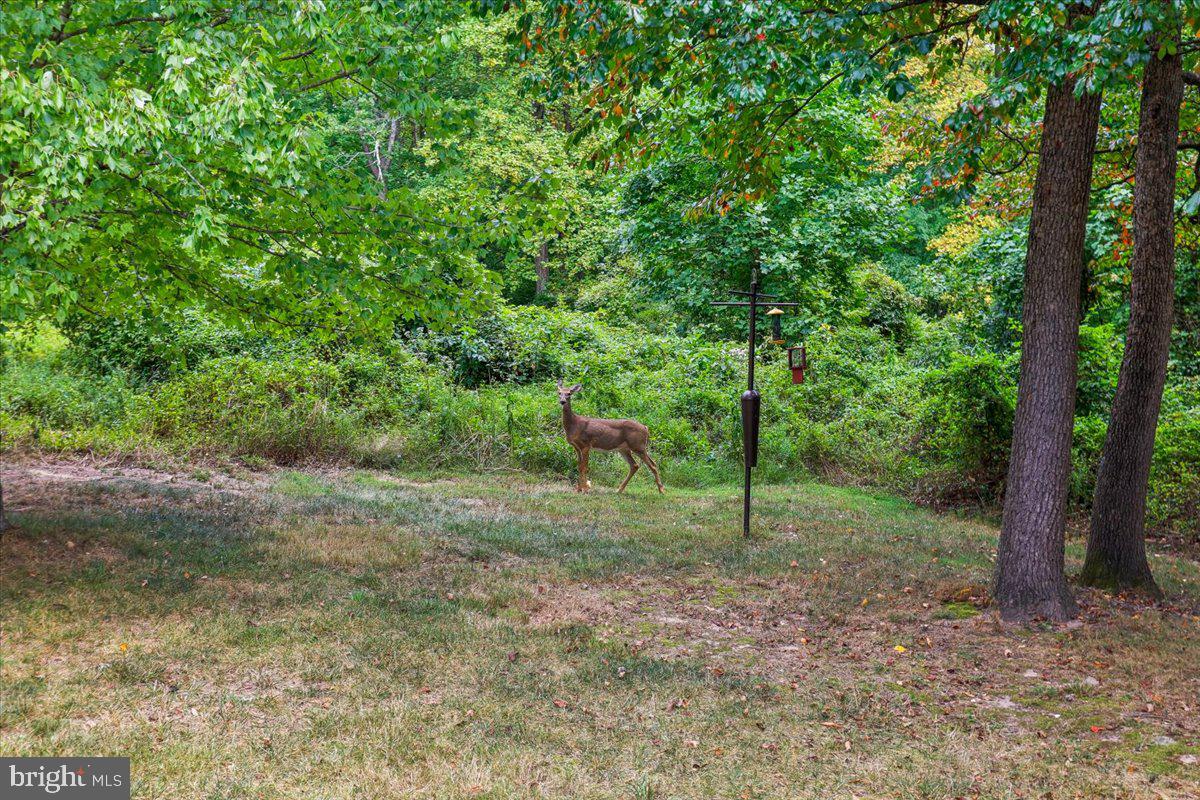 6411 Montgomery Road Elkridge, MD 21075 - Photo 6 of 40 The gateway to more than 16,500 acres of parkland,