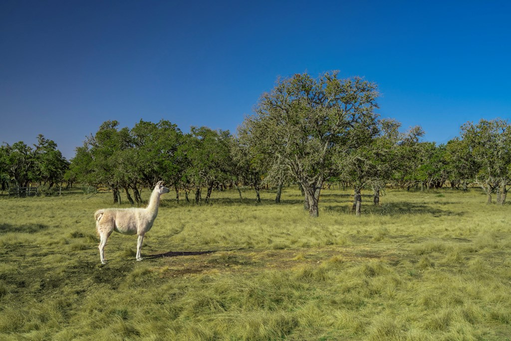 289 Laird Road, Unit 9 Harper, TX 78631 - Photo 42 of 46 Gallery Image 42