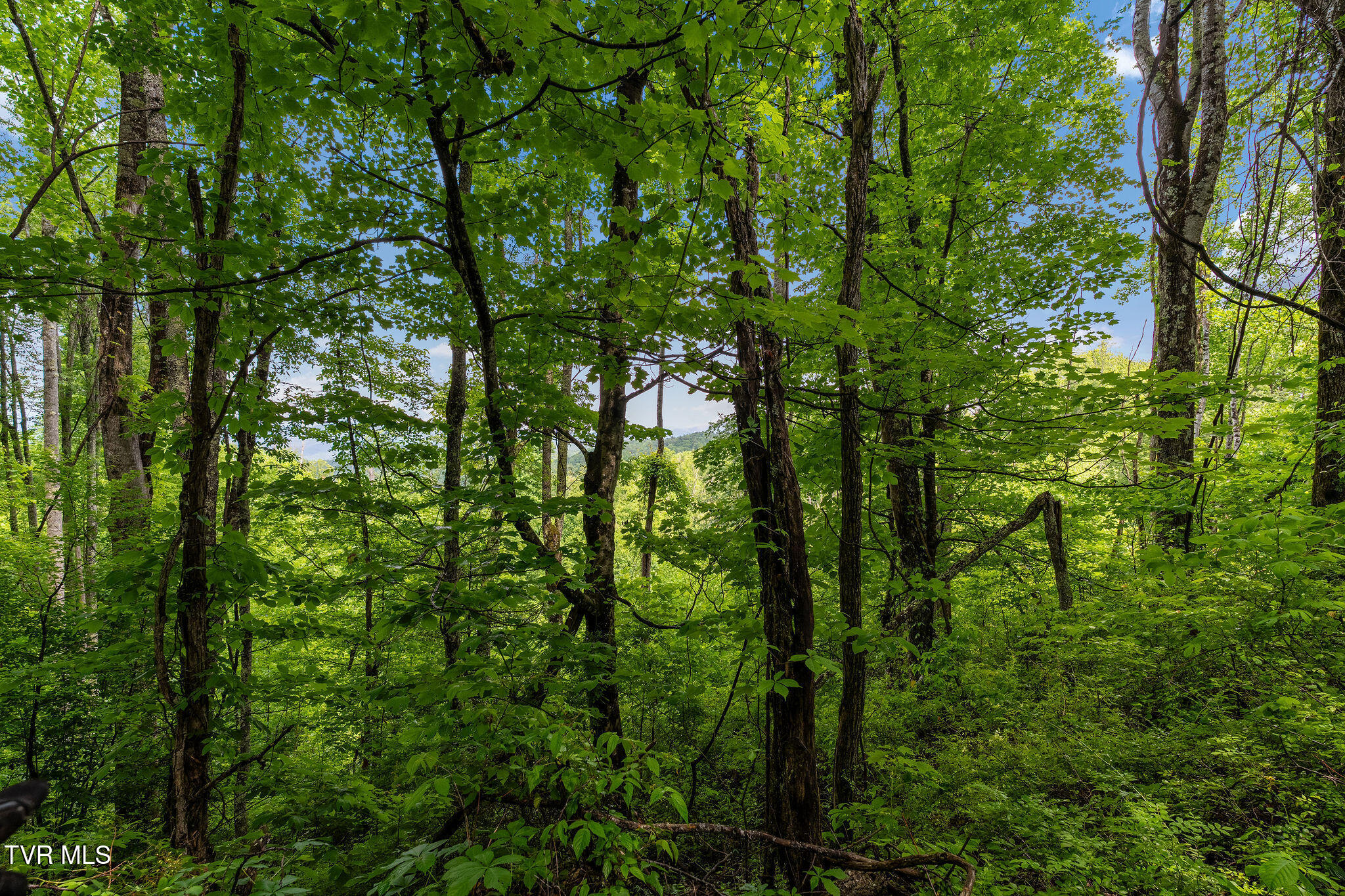 Tbd Walnut Mountain Road Butler, TN 37640 - Photo 23 of 36 DSC04460