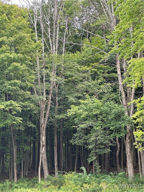 8402 Kingsbury Hill Road Farmersville, NY 14737 - Photo 5 of 33 Heavily Wooded Lot