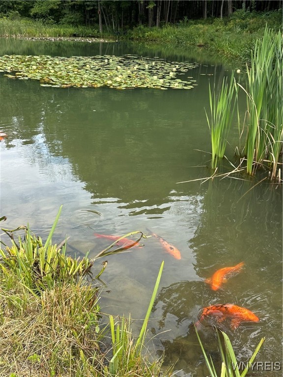 8402 Kingsbury Hill Road Farmersville, NY 14737 - Photo 6 of 33 Koi & Bass in Pond