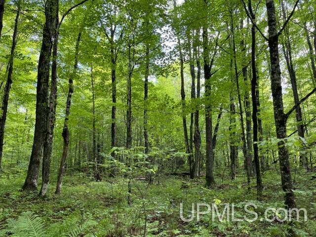 40-acres New DNR Road Crystal Falls, MI 49920 - Photo 9 of 46