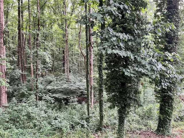 a view of a forest that has a tree