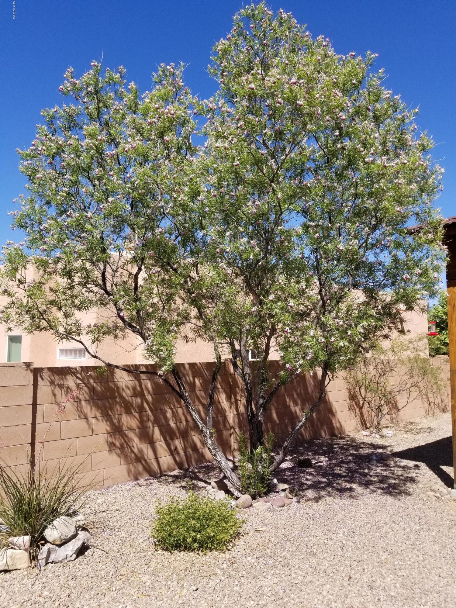 310 Via Bella Donna Rio Rico, AZ 85648 - Photo 39 of 48