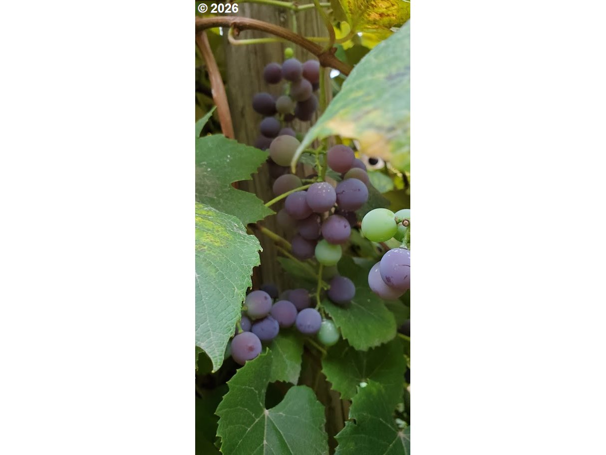 45235 Southeast Coalman Road Sandy, OR 97055 - Photo 44 of 48