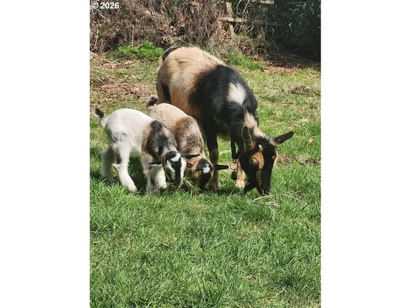 $795,000 | 45235 Southeast Coalman Road, Sandy, OR 97055