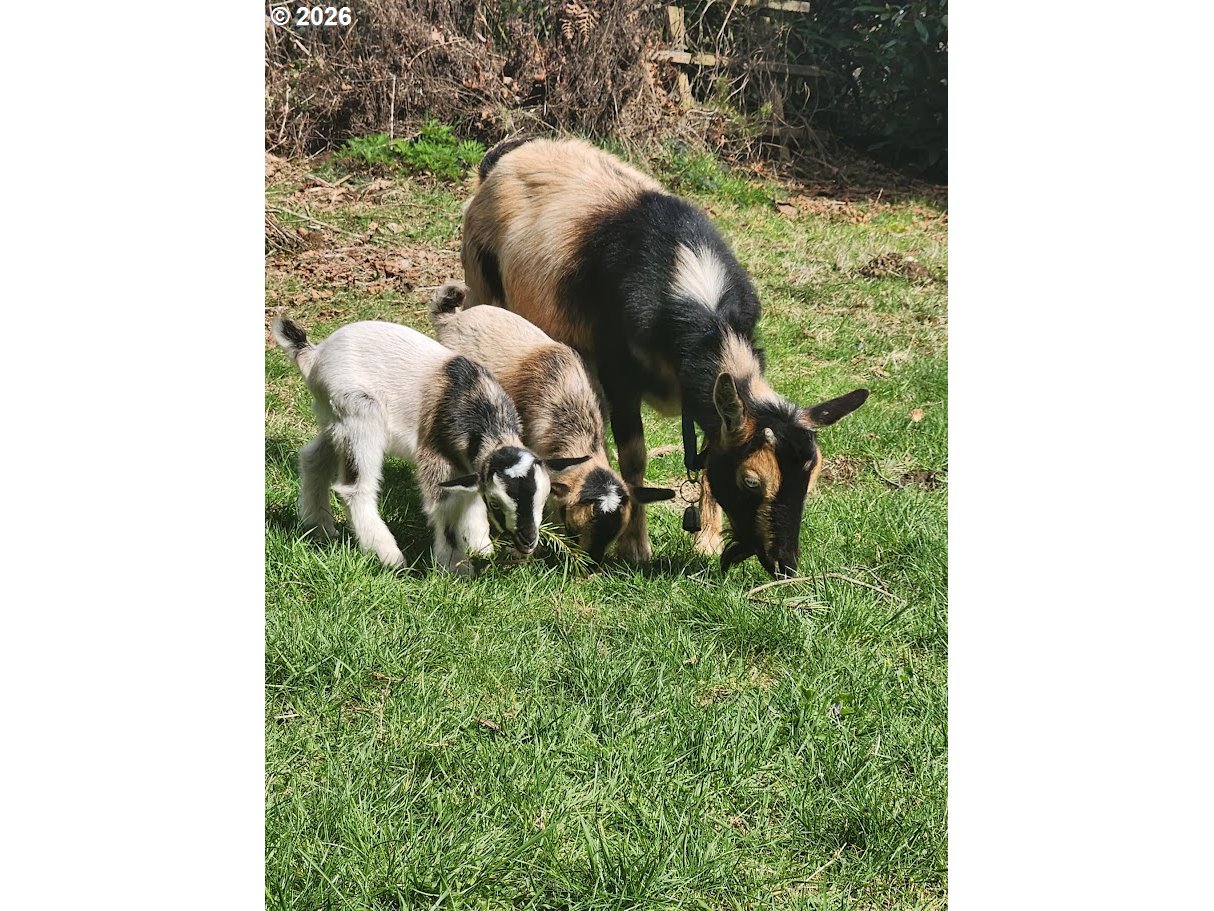 45235 Southeast Coalman Road Sandy, OR 97055 - Photo 46 of 48