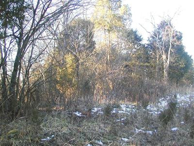 0 Martin Conway Road Ewing, KY 41039 - Photo 2 of 2 Photo 2