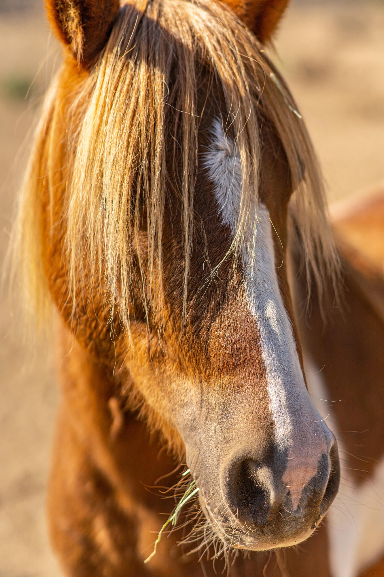 67395 Fryrear Road Bend, OR 97703 - Photo 55 of 71 58. Pony