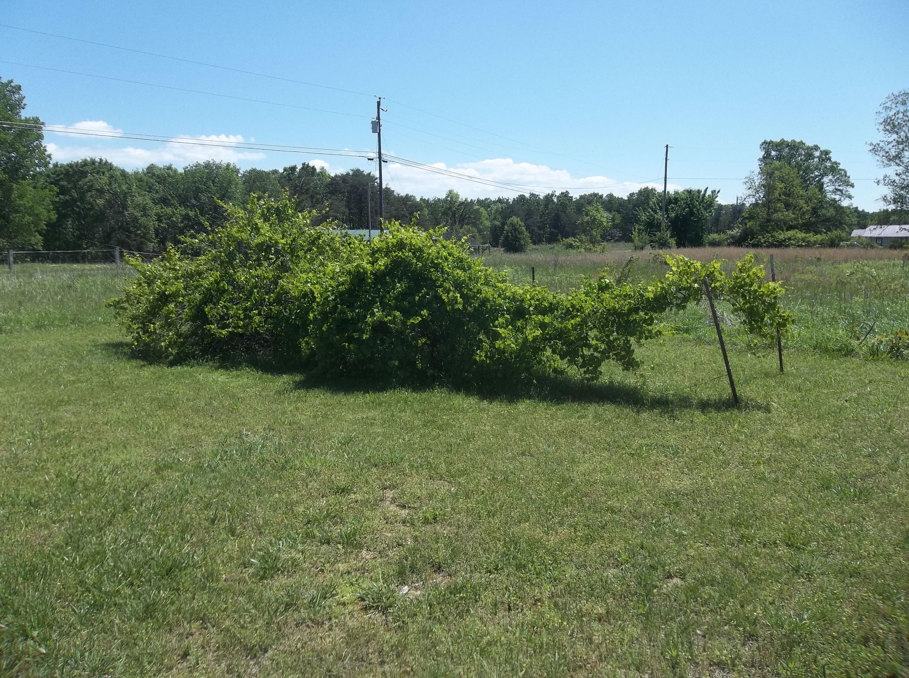 2787 Simmons Road Pikeville, TN 37367 - Photo 18 of 38 100_4325