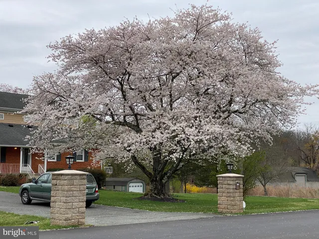 a view of house with a big yard and large trees