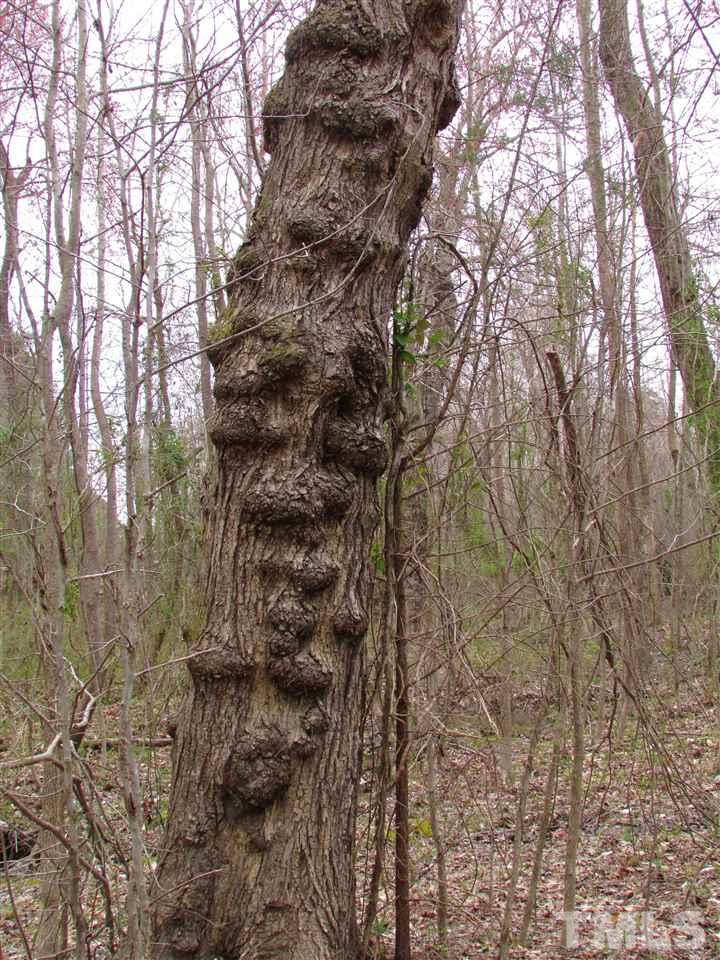 64.02-acres Gentry Ridge Road Roxboro, NC 27574 - Photo 25 of 28