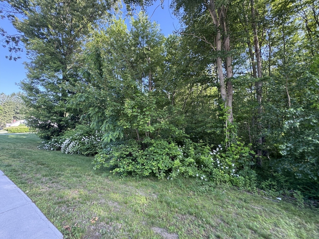 36 Lake Parkway Webster, MA 01570 - Photo 7 of 8 a view of a lush green forest