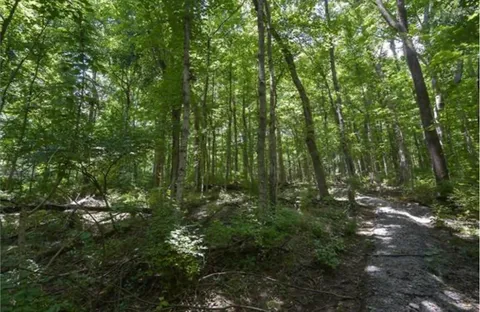 a view of outdoor space and lots of trees