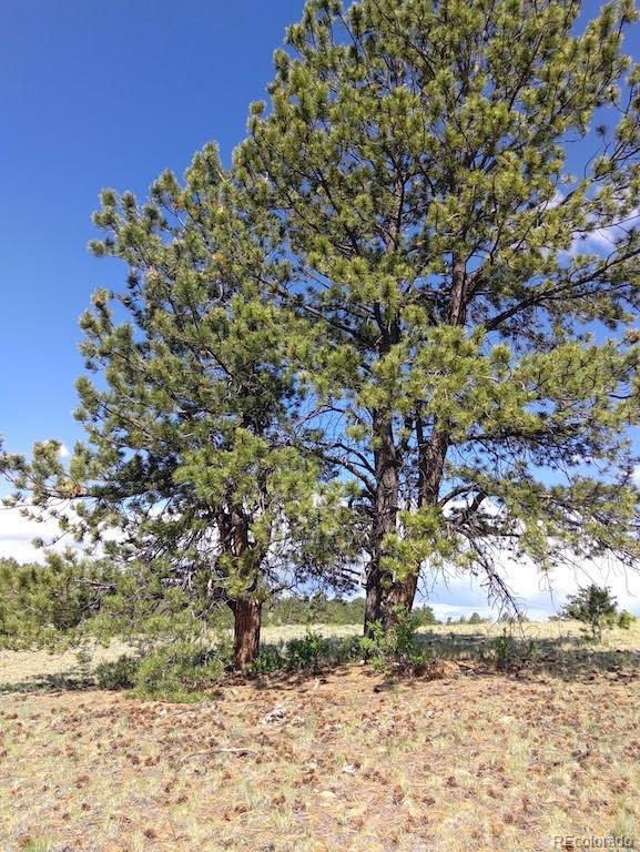 0 Running Bear Road Hartsel, CO 80449 - Photo 9 of 13
