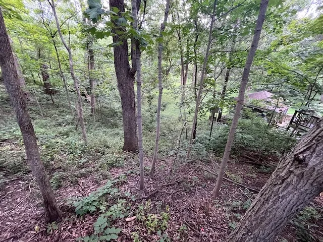 a view of a forest that has large trees