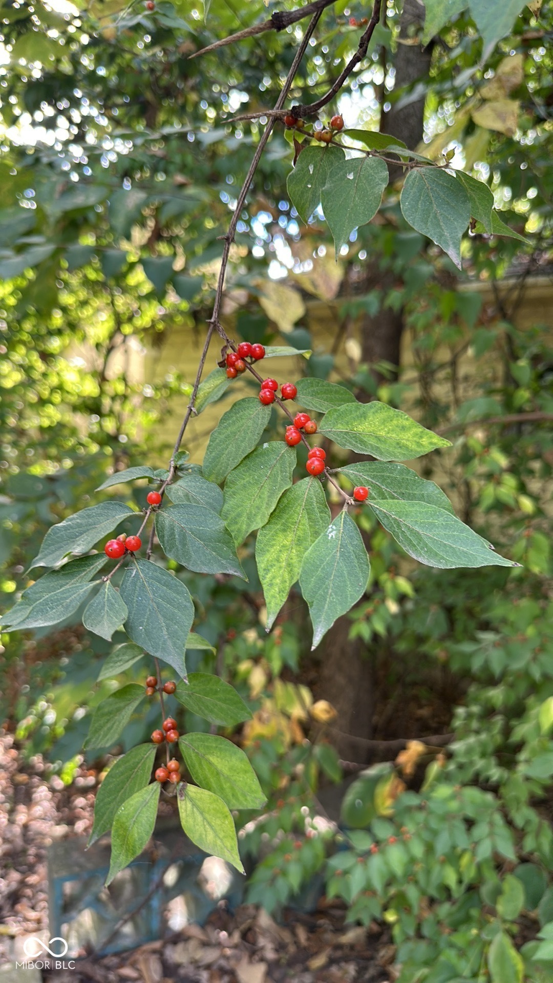 5959 Beechwood Avenue Indianapolis, IN 46219 - Photo 63 of 76