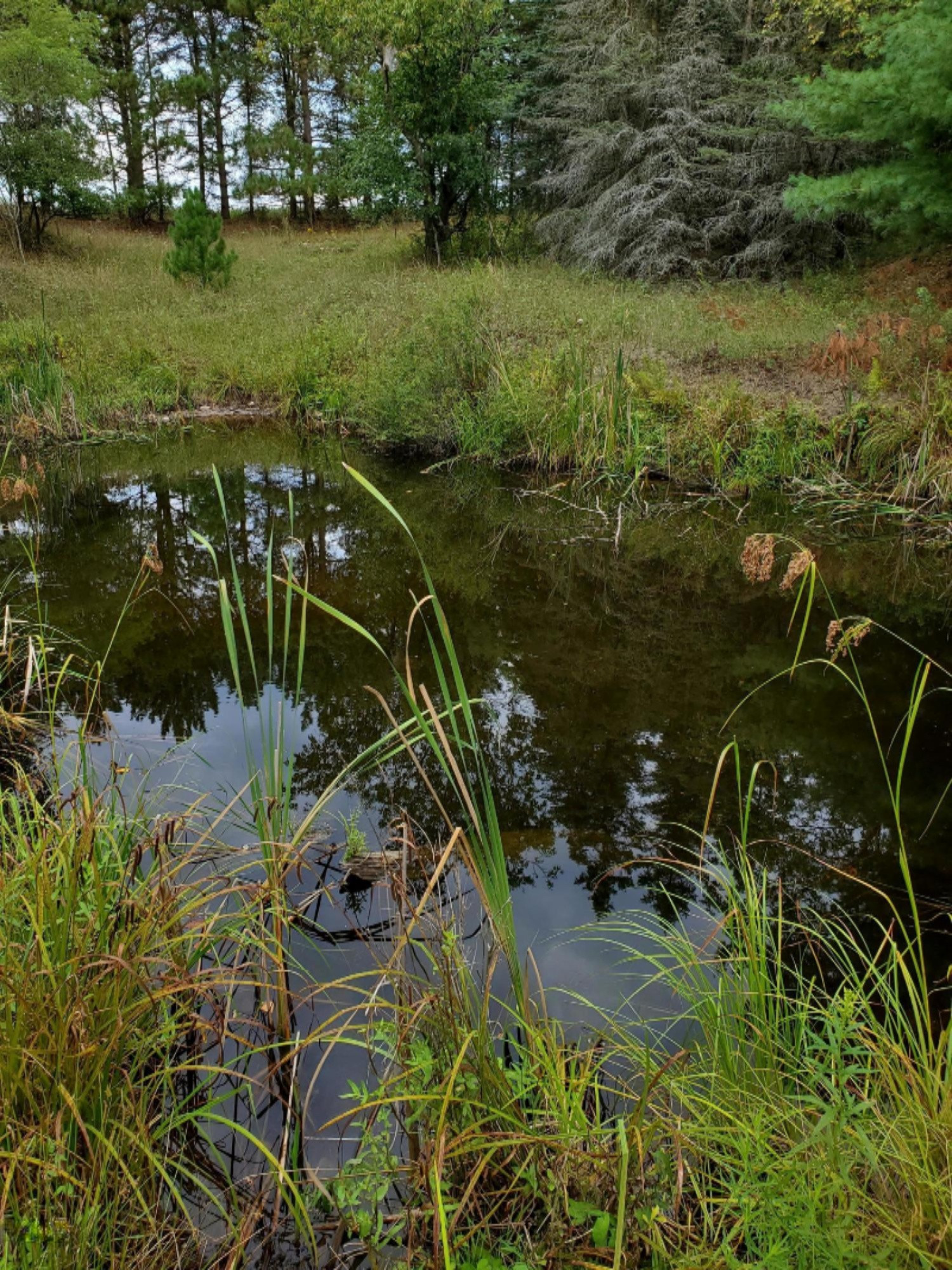 4.92-acres River Ranch Road Hersey, MI 49639 - Photo 1 of 8 20200831_175513